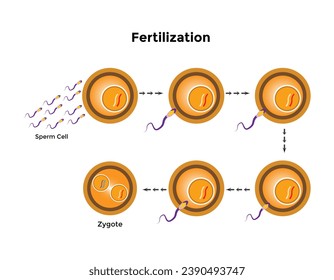 Human fertilization is the union of a human egg and sperm