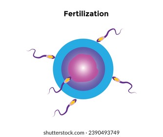 Human fertilization is the union of a human egg and sperm