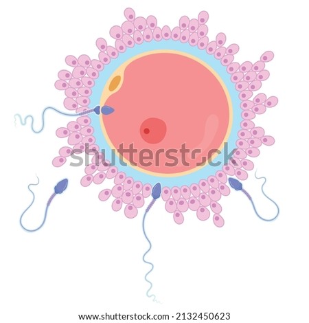 Human fertilization is the union of a human egg and sperm