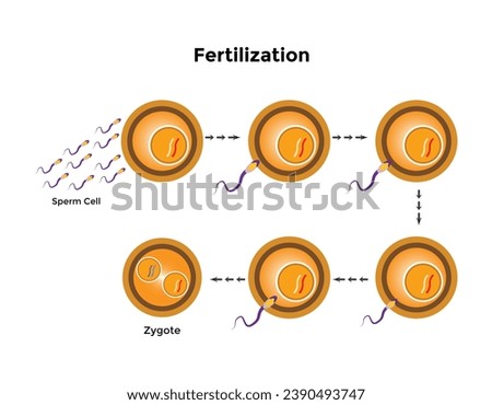 Human fertilization is the union of a human egg and sperm