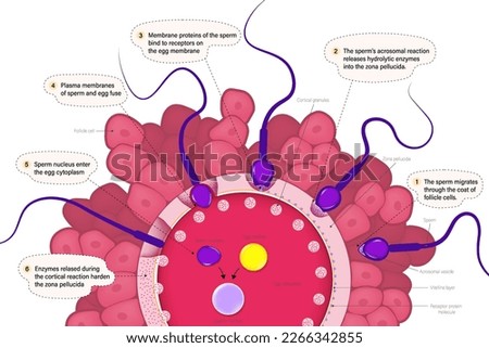 Human fertilization vector. The union of a human egg and sperm. Ovum and Spermatozoon. Embryonic development. Reproductive cell. Gamete structure.