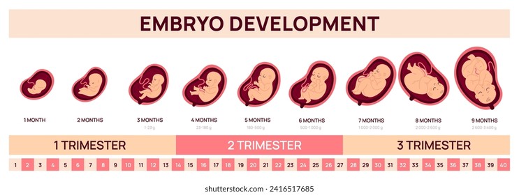 infografía sobre desarrollo fetal humano. Estadios prenatales de crecimiento embrionario. Afiche médico. Educación ginecológica. Ciclo de nueve meses. Gráfico de Trimesters. Cambio embrionario