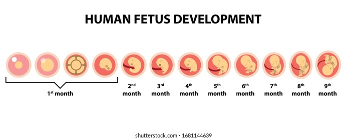 Human Fetal Development Inside Mothers Womb Stock Vector (Royalty Free ...