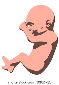 human fetus