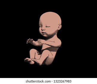 Human fetus baby engraving illustration isolated on black background