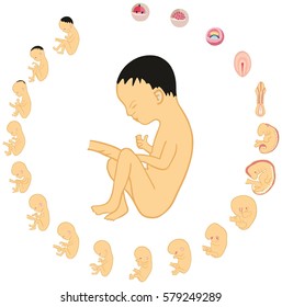 Human Fetus Body Development and Formation Stages Anatomy inside the womb during pregnancy from first week to last month and childbirth for medical education vector