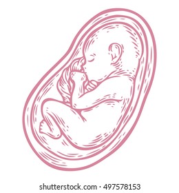 Human fetus concept hand drawn vector illustration prenatal growing baby, umbilicle cord isolated on a white background as an obstetric medicine symbol for pregnancy health and fetal healthcare icon.