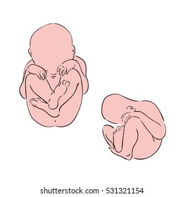 human fetus. The development of the embryo in the third trimester of pregnancy