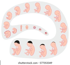 Human Fetus Development and Formation Stages Anatomy inside the womb during pregnancy from first week to last month and childbirth with size for medical education vector