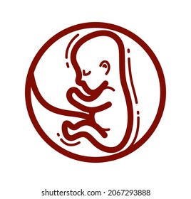 Human fetus embryo womb unborn child vector linear icon isolated on white background.