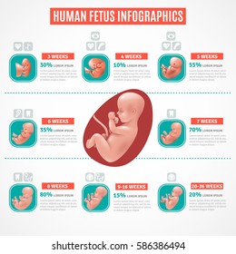 Human fetus infographics layout in realistic style with visual and text information about embryo development vector illustration