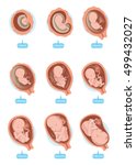 Human fetus inside the womb 1 to 9 months.Vector illustrations