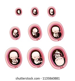 Human fetus inside the womb 1 to 9 months.Vector illustrations