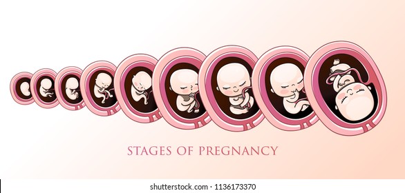 Human fetus inside the womb 1 to 9 months.Vector illustrations