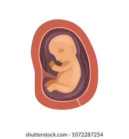 Human fetus inside the womb, 4 month, stage of embryo development vector Illustration on a white background