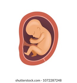 Human fetus inside the womb, 5 month, stage of embryo development vector Illustration on a white background