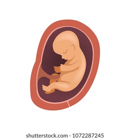 Human fetus inside the womb, 6 month, stage of embryo development vector Illustration on a white background