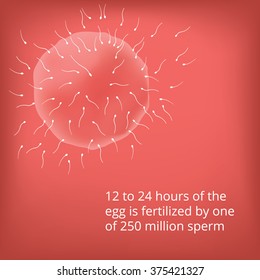 Human fetus inside the womb. Fetus stages. Photo-realistic vector. Fertilization. 1 and 2 Weeks Pregnant