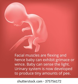 Human fetus inside the womb. Fetus stages. vector. 15 Weeks Pregnant. Fetal growth from fertilization to birth, fetus development. Embryo development. Baby fetus. Fetus months of pregnancy