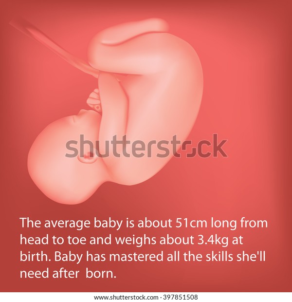 Human\
fetus inside the womb. Fetus stages.  vector. 40 Weeks Pregnant.\
Fetal growth from fertilization to birth, fetus development. Embryo\
development. Baby fetus. Fetus months of\
pregnancy