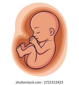 Feto humano dentro de la Ilustración vectorial del útero etapa de nueve meses del desarrollo del embrión aislado en el fondo blanco ideal para los diseños médicos y educativos