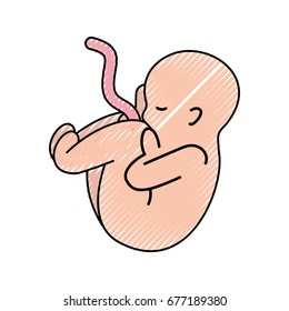 human fetus isolated icon