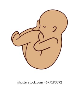 human fetus isolated icon