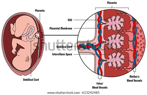 Human Fetus Placenta Anatomy Diagram with all\
part including mother blood vessels umbilical cord placental\
membrane for medical biology\
education