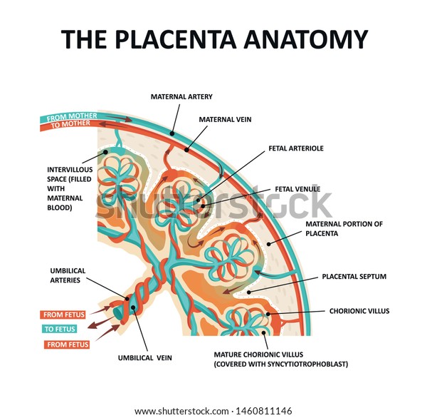 Human Fetus Placenta Anatomy. Placental\
structure and\
circulation.