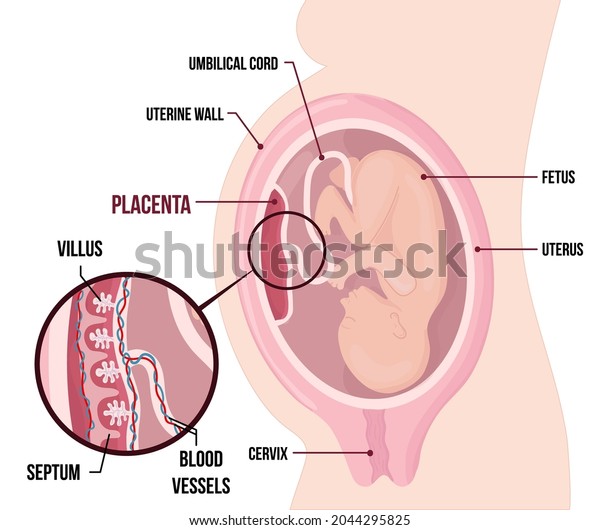 Human Fetus Placenta Anatomy. Usual anatomical\
Placenta Location During Pregnancy. Vessels and septum. detailed\
medical diagram with table of symbols. Colored vector illustration\
isolated on white.