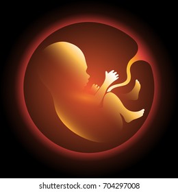 Human fetus in utero vector illustration. Pregnant womb, pregnancy health and prenatal unborn baby icon