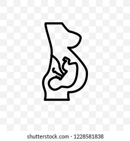 Human Fetus vector linear icon isolated on transparent background, Human Fetus transparency concept can be used for web and mobile