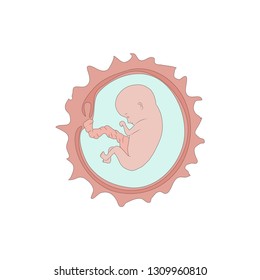 Human fetus in the womb. Flat anatomy vector illustration. White background.