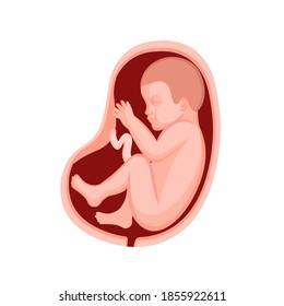 Human fetus in a womb.Vector cartoon illustration.