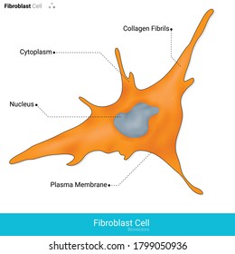 Human fibroblast cell involved in the secretion of collagen which is found tin the skin abnormal of these cell causes fibro blastoma vector illustration eps 