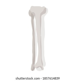 Human fibula and tibia bone; Hand drawn vector illustration like woodblock print