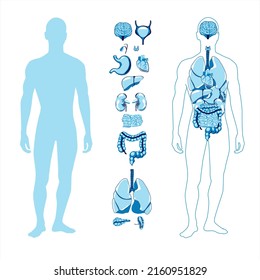 Human Figure Torso Full Body Of Internal Organs Silhouette Line Art Heart, Liver, Lungs, Thyroid, Kidneys, Etc