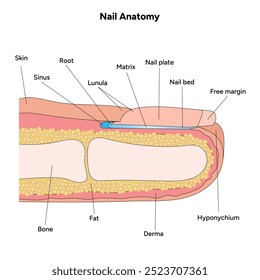 Human finger nail anatomy. Medical diagram infographic