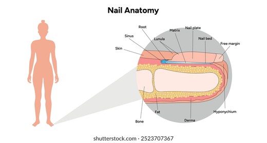 Human finger nail anatomy. Medical diagram infographic