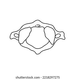 Human first cervical vertebra, top view. Outline, anatomical, hand drawn illustration.