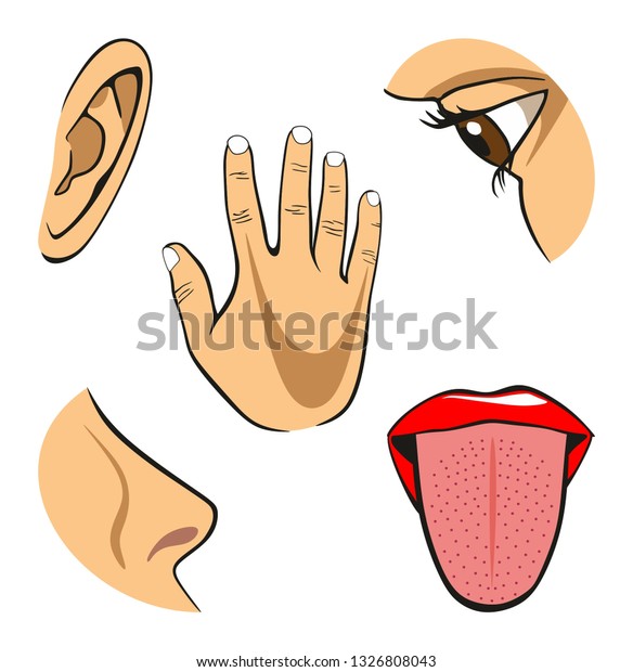 Five Senses Diagram