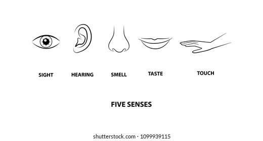 5 Senses Background Images Stock Photos Vectors Shutterstock