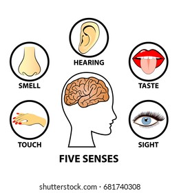 Human Five Senses Education Concept Vector Stock Vector (Royalty Free ...