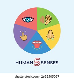 Human Five Senses Vector Illustration - Flat Style Educational Infographic