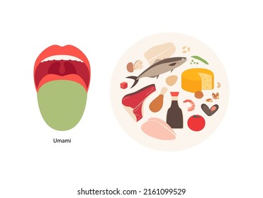 Human five taste infographic. Vector flat modern illustration. Tongue zone map. Umami meat meal plate product icon set isolated on white background.