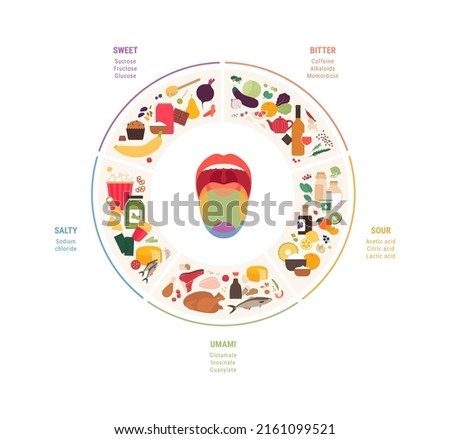Human five taste infographic. Vector flat modern illustration. Tongue zone map. Sweet, umami, sour, salty, bitter product icon set isolated on white background. Circle pie chart.