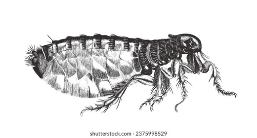 Pulgas humanas (Pulex irritans). Esbozo de Doodle. Ilustración vectorial vintage.