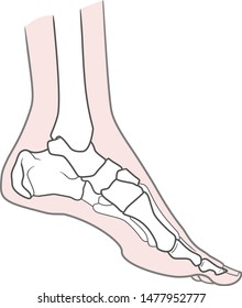 Human foot anatomy. Left leg inside view. Bones of the foot. Isolated on a white background