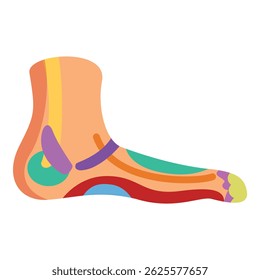 Anatomia do pé humano mostrando diferentes partes como ossos, ligamentos e músculos, útil para fins médicos e educacionais