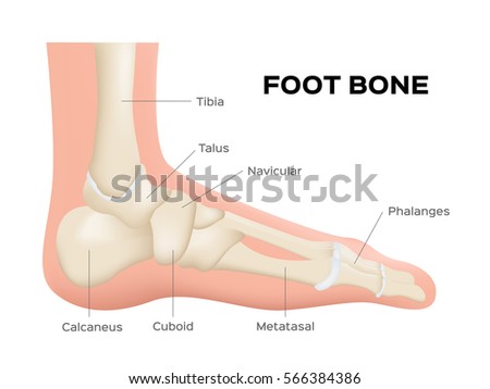 Human Foot Bone Anatomy Vector Stock Vector (Royalty Free) 566384386
